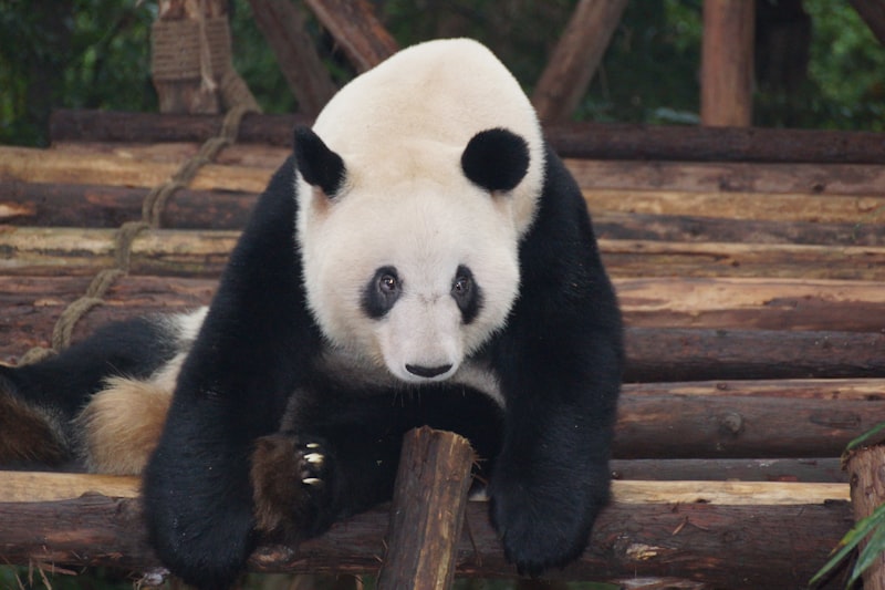 Chengdu